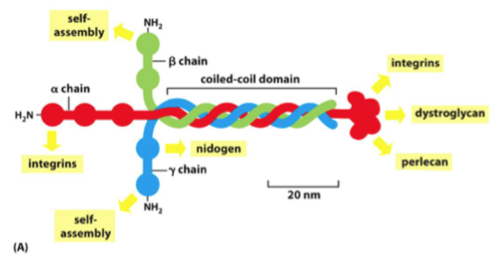 <p>Et <strong>trimerisk glycoprotein</strong> opbygget af en <strong>α-, β- og γ-kæde</strong>.</p>