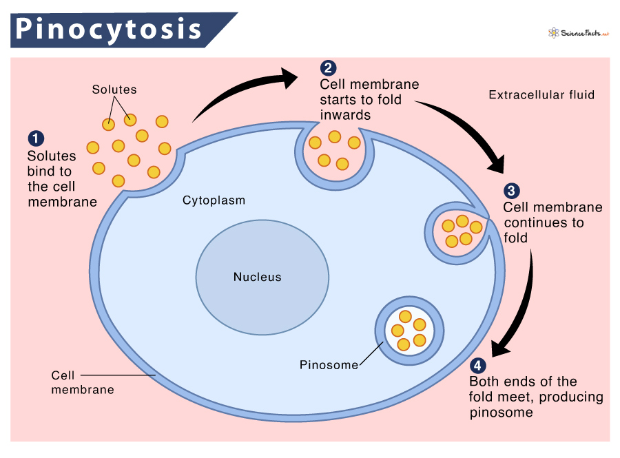 <p>membrane pinches off extracellular fluid with solutes; bulk uptake, less efficient and less tightly regulated than channel mediated transport</p>