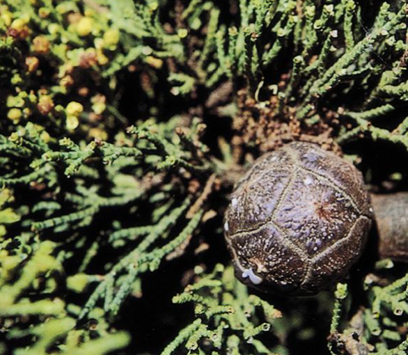 <p>Identify this conifer.</p>