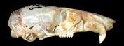 <p><span>Myomorphous, premaxilla does not extend beyond end of nasals; bicolored tufted tail not longer than head and body, white feet</span></p>