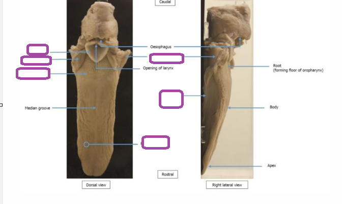 term image