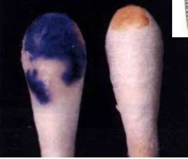 <p>dark purple spot when reagent added</p>