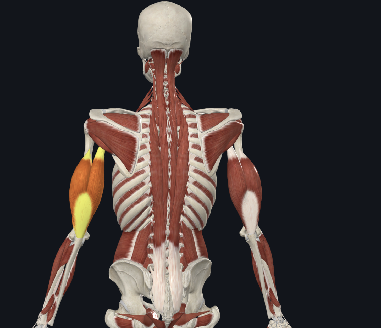 <p>What is this muscle?</p>