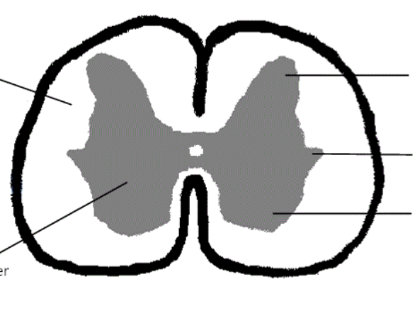 <p>right middle line</p>