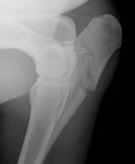 <p>How do you treat a foal with an olecranon fracture?</p>
