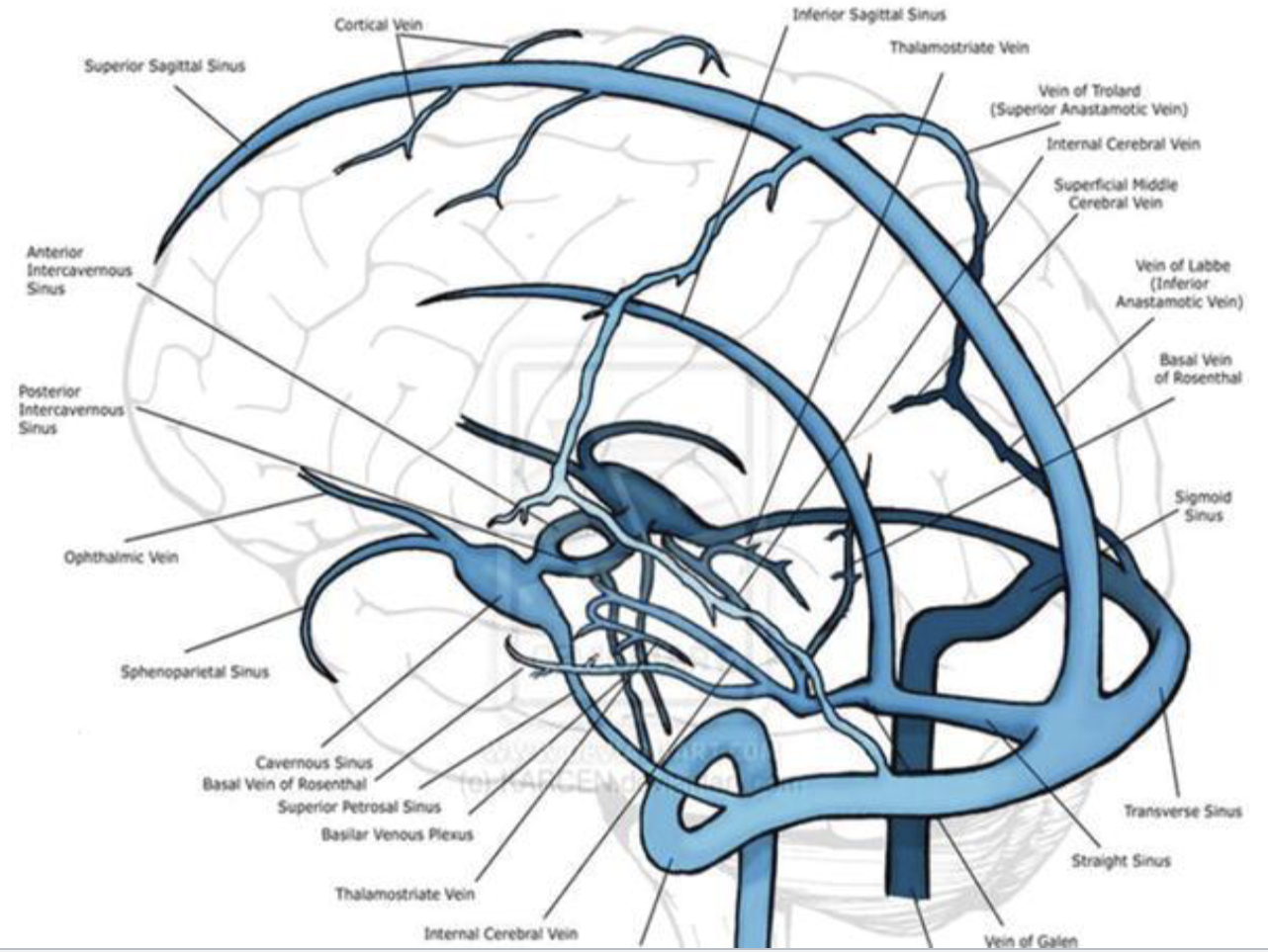<ul><li><p>Thick irregular dense connective tissue</p><ul><li><p>Periosteal layer and meningeal layer</p><ul><li><p>Dural venous sinuses</p></li></ul></li></ul></li></ul><p></p>