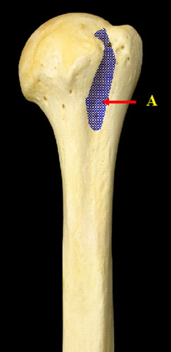 <p>- space between tubercles</p>