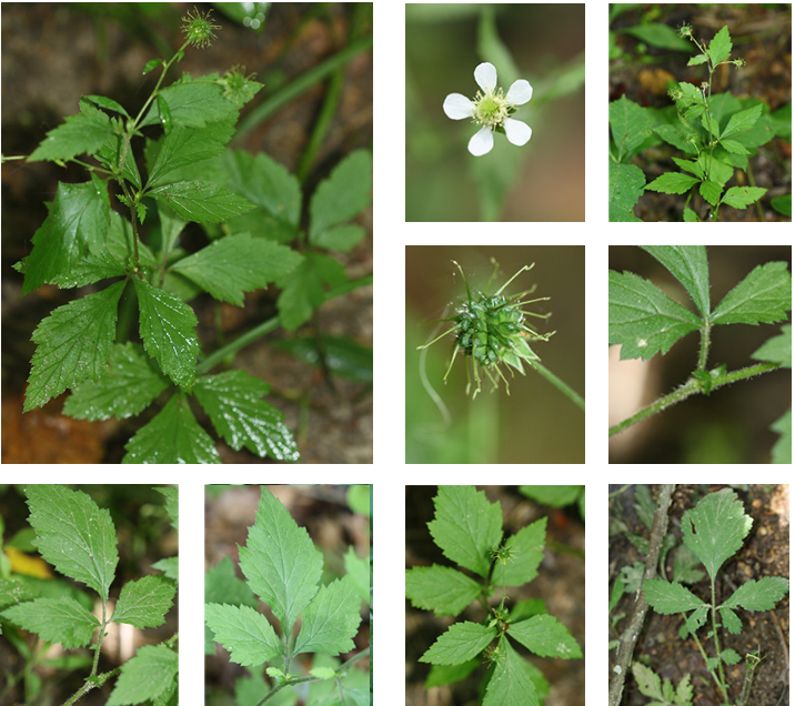 <p>Rosaceae</p><p>Alternate</p><p>compound at base - simple at top</p><p>trifoliolate</p><p>stipules at base of each leaf</p><p>2 leafs bracts</p><p>toothed</p><p>aggregate dry fruit</p><p>persistent hardened style has kink for dispersal</p>