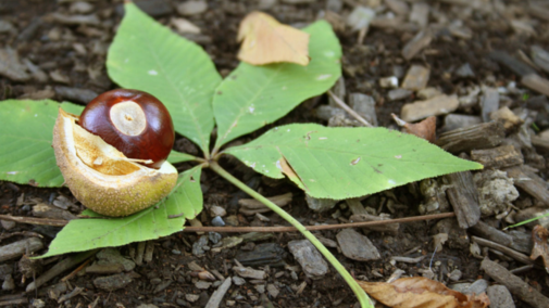 <p>What is the common name of this tree</p>