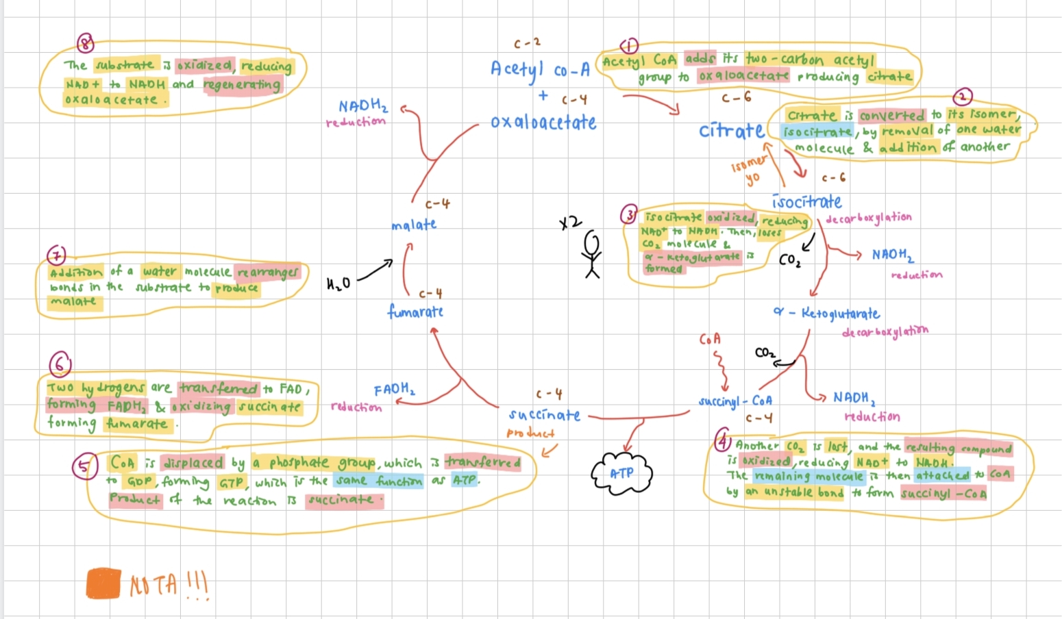 <p>Krebs Cycle</p>