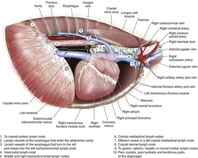<p><span>Thoracic cavity</span></p>