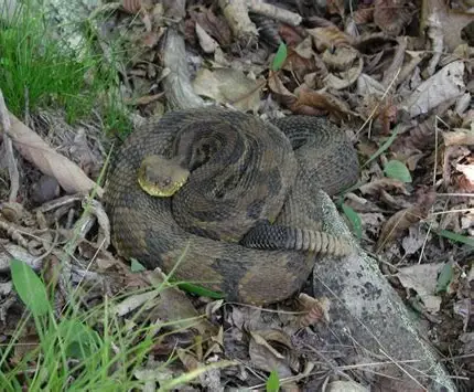 <p>What Reptile is this?</p>