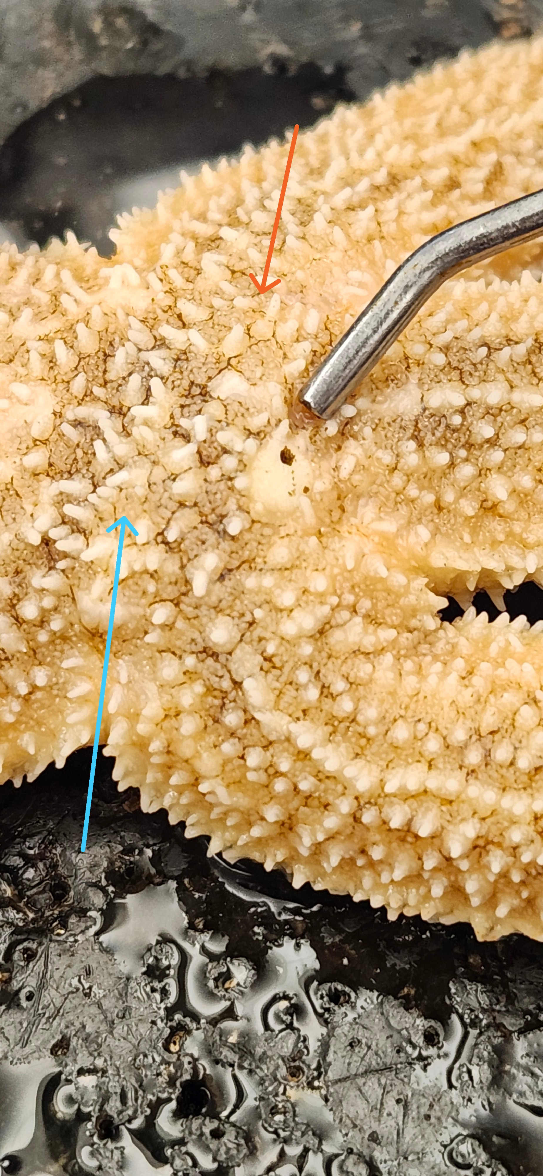 <p>Identify the structures</p>