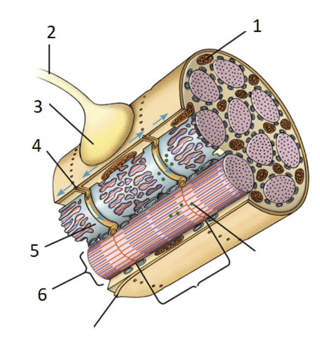 <p>Which number indicates the place from where calcium comes from?</p>