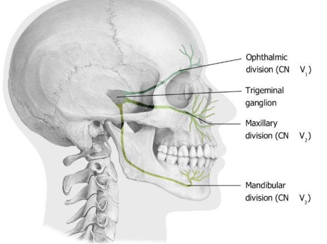 <ol><li><p>Opthalmic divison (V<sub>1</sub>)</p></li><li><p>Maxillary divison (V<sub>2)</sub></p></li><li><p>Mandibular divison (V<sub>3)</sub></p></li></ol><p></p>