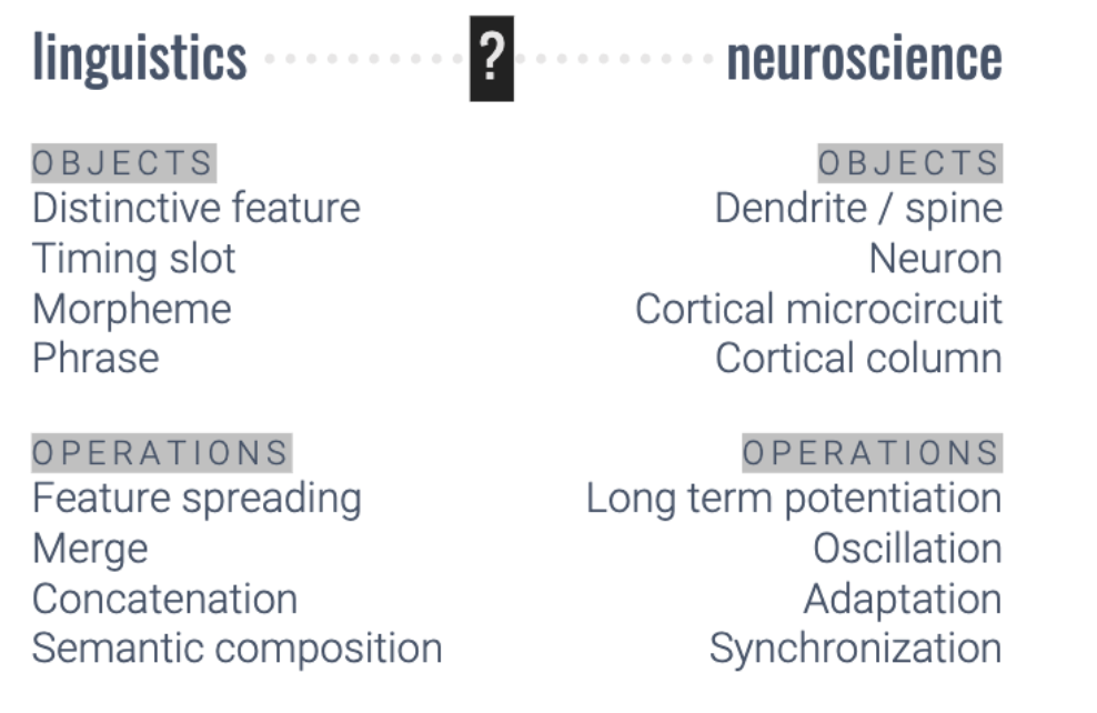 <ul><li><p><span>&nbsp;difference between linguistics and neuroscience&nbsp;in mapping brain processes </span></p></li><li><p>mapping does not directly translate between the 2 systems -  because they have different operations and object its hard to directly shift it</p></li></ul><p></p>