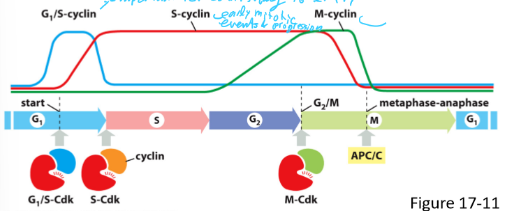 <ul><li><p>Forms G1/S-Cdk complex</p></li><li><p>Activates Cdk in late G1 and helps trigger progression through the start</p></li><li><p>Help commit to cell-cycle entry</p></li><li><p>Levels rise before the start in G1 phase, and fall in S phase</p></li></ul><p></p>