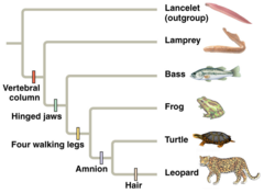 <p>a character that originated in an ancestor of the taxon/clade.</p><p>- The presence of four walking legs is shared among members of clade Amniotes, but it's the same as the ancestral state (four walking legs present) seen in the most recent common ancestor of the preceding clade (frog + turtle + leopard clade: tetrapods).</p>