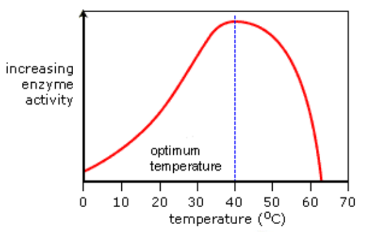 <ol><li><p>above optimum temperature the enzyme starts to denature</p></li><li><p>this causes the active site to change shape the substrate no longer fits and enzyme-substrate complexes cannot be formed</p></li><li><p>enzyme activity decreases </p></li></ol><p></p>