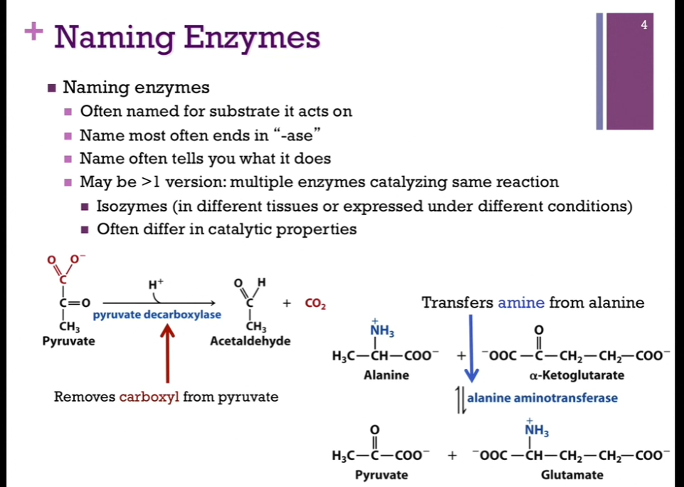 <p>Enzymes are often names for the <strong>substrate </strong>(the reactant that binds to the enzyme) that it acts on OR on the product it produces!</p><p>Enzyme name most often ends in “-ase.”</p><p>Going to look into detail into the enzyme chymotrypsin. </p><p>Name often tells you what it does. </p><p>Look at schematics! We’re converting pyruvate to acetaldehyde (<strong>LYSIS</strong>!), AND it was DECARBOXYLATED, so the name of the enzyme is pyruvate decarboxylase since it removes a <strong>carboxyl (-COOH / -COO- group) </strong>from pyruvate!</p><p>On the bottom right, the enzyme is called alanine aminotransferase since it is transferring an amino group FROM alanine to alpha-Ketoglutarate. </p><p>Also note: There is OFTEN MORE THAN ONE VERSION of the same enzymes. <strong>MULTIPLE enzymes that CATALYZE the SAME reaction</strong>. These are called <strong>isozymes</strong>; iso = same; that is, they have the same relative function, but might operate in different tissues or they might be expressed under different conditions [perhaps they are expressed depending on pH or temperature]). Isozymes often differ in <strong>catalytic properties</strong>. Clarification: “differ in catalytic properties” =><strong> </strong>for example, one isozyme might work best at different pH or temperature; different isozymes may respond differently to hormones, etc.</p>