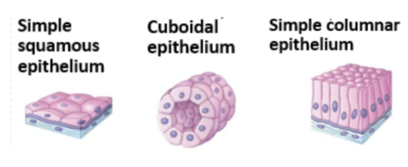 <p>cube shaped, central nucleus</p><p>glands, renal tubules</p>