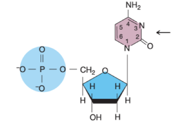 <p>What nucleotide is this?</p>