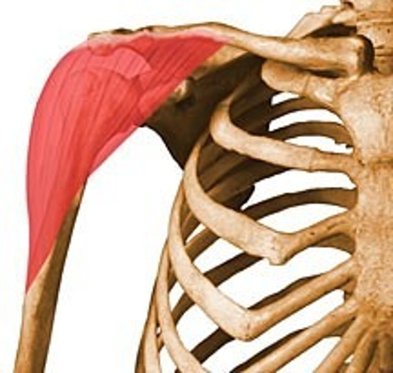 <p>Abducts upper arm. axillary nerve c5 and 6.</p>