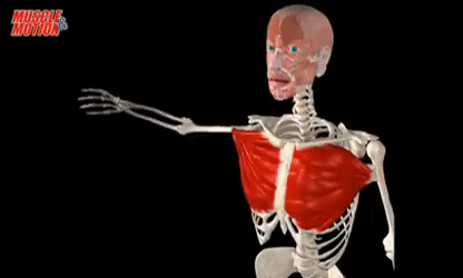 <p>thigh and arm abduction/adduction</p>
