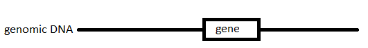 <p><span>If you were to use CRISPR to cleave DNA at sites flanking a gene, and in this way produce a deletion of the gene, how many sgRNAs would you need?</span><br><span>Assume the median length of a human gene is approximately 24 Kb.</span></p>