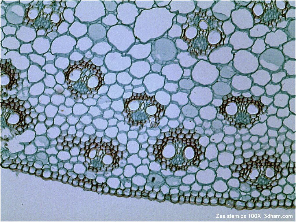 <p>Which contrast method is this? What external components does it require?</p>