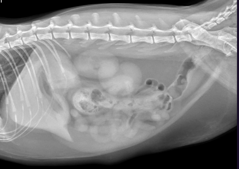 <p>Cat abdominal X-ray, what abnormality is seen and how does feature compare to dogs. </p>