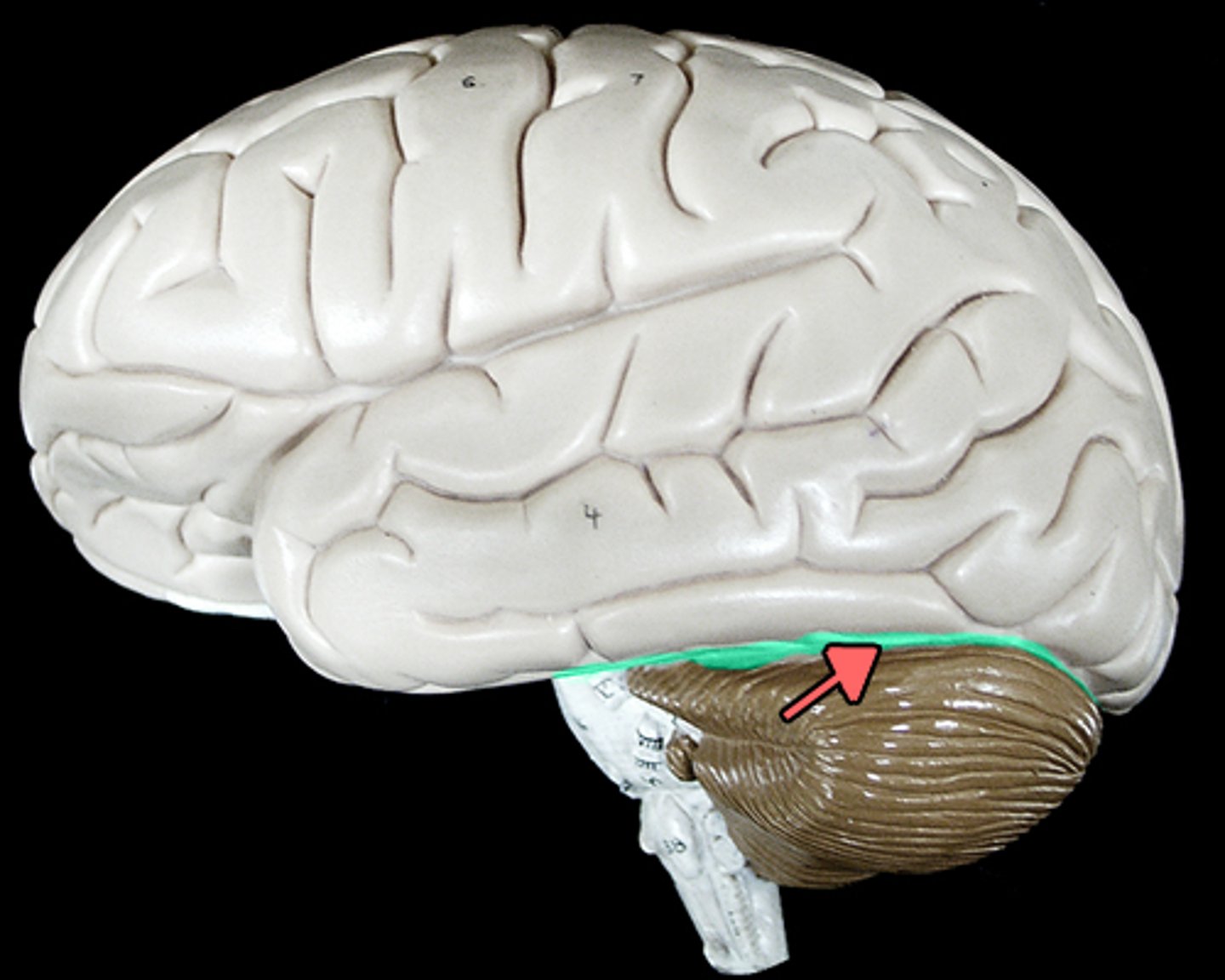 <p>-separates cerebrum from cerebellum</p><p>-caudal/inferior to occipital lobe</p>