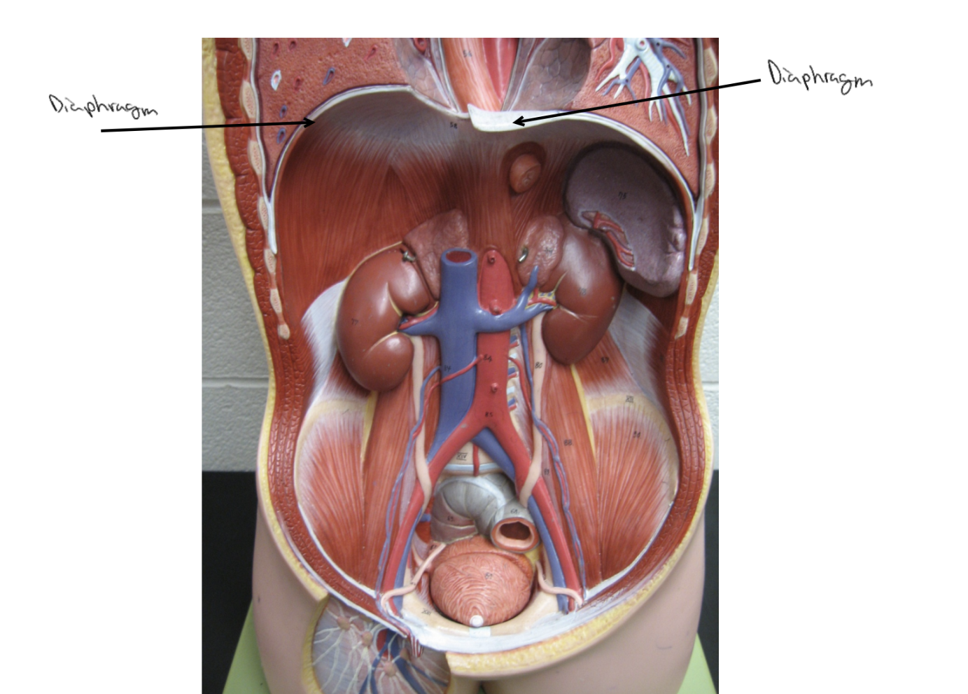 <p>What is the site of origin for <strong><u>Diaphragm</u></strong><u>?</u></p>