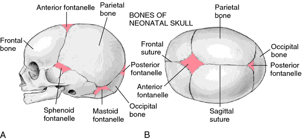 <p>Fontanelle</p>