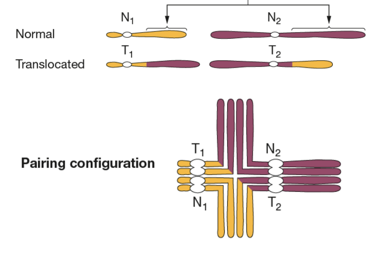 <p>Deux chromosomes non homologues échangent des fragments acentriques</p><img src="https://assets.knowt.com/user-attachments/3671b1da-ac31-4524-8a7c-3fb41e17ee7e.png" data-width="100%" data-align="center"><p></p>