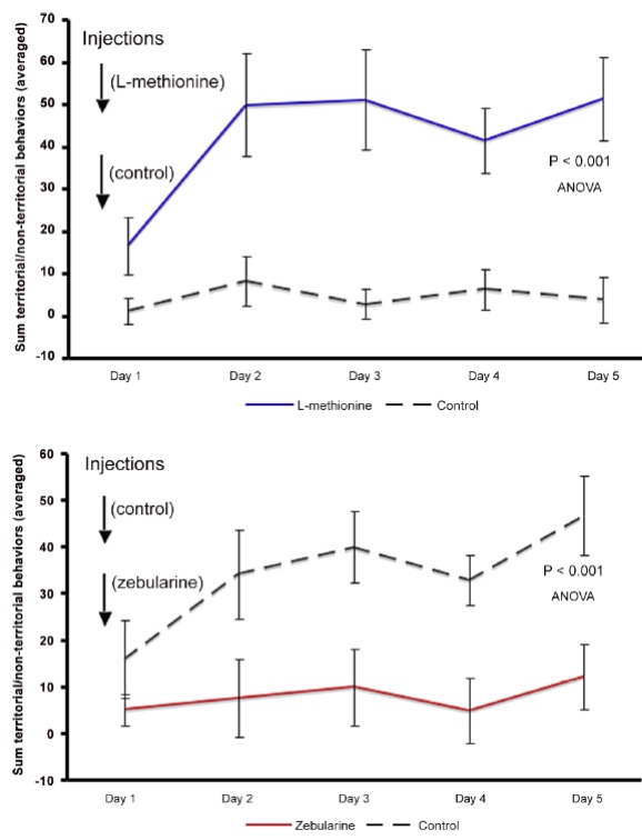 <ul><li><p class="Paragraph SCXW52961263 BCX0" style="text-align: left;"><span style="line-height: 16.275px;">Fish injected with L-methionine displayed dominant behaviors starting on day 1 and maintained them through day 5 </span></p></li></ul><ul><li><p class="Paragraph SCXW52961263 BCX0" style="text-align: left;"><span style="line-height: 16.275px;">Fish injected with zebularine stayed consistently low in territorial acts (non-dominant) </span></p></li></ul><ul><li><p class="Paragraph SCXW52961263 BCX0" style="text-align: left;"><span style="line-height: 16.275px;">There was a significant difference (P < 0.001) between the treated fish and the others </span></p></li></ul><p></p>