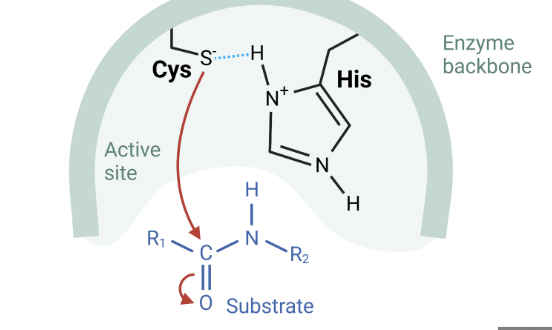 <p>cleaves at carbonyl group</p><p>specific for cysteine</p><p>role: immunity and apoptosis</p>