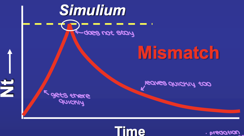 <p><em>Simulium</em> reach max density in 1 day and then decline</p><p><em>Simulium </em>do NOT <strong>stay</strong></p><p><span style="color: red;">NOT A MODEL MATCH</span></p>
