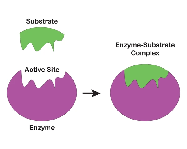 <p>Why do enzyme reactions saturate at high substrate concentrations?</p>