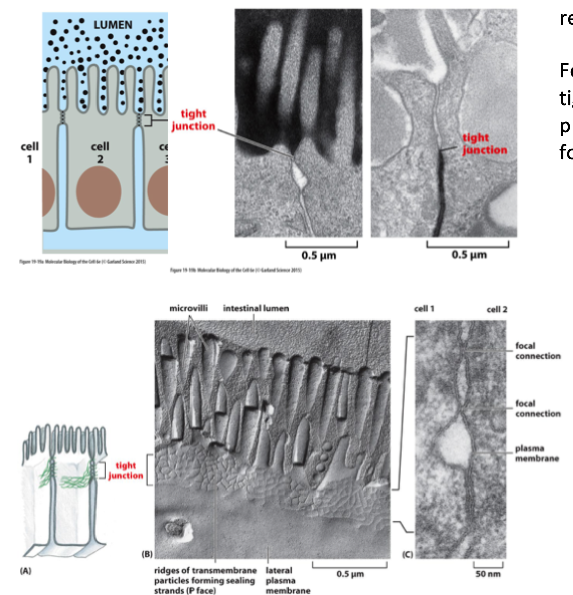 <p>At de hindrer fri diffusion af membranproteiner mellem <strong>apikale</strong> og <strong>basolaterale</strong> membrandomæner.</p>