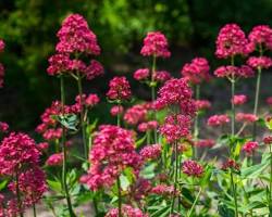 <p>Red Valerian</p>