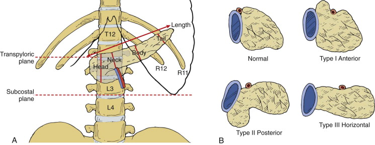 <p>L1-L2</p><p><em>#1 on lumbar</em></p>