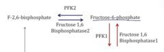 <p>- Fructose-6-Phosphate, one of the molecules its supposed to regulate</p>