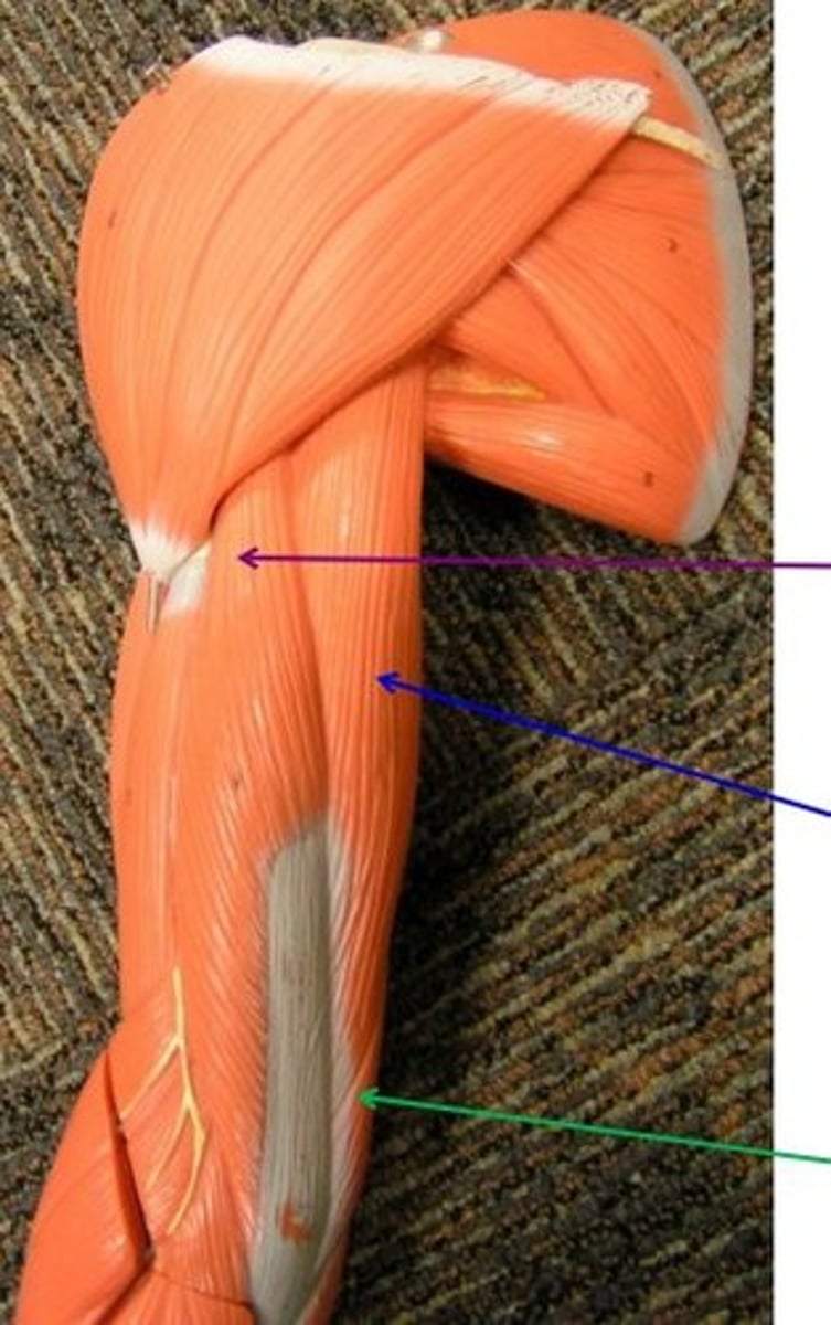 <p>extends forearm at elbow</p>