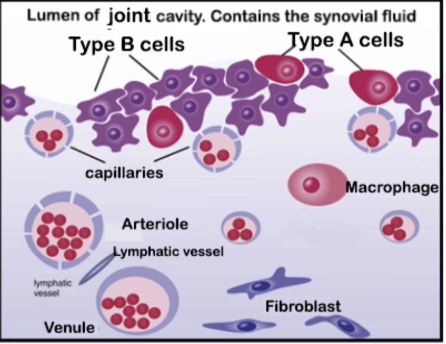 <p>Type A synovial cells and Type B synovial cells</p>