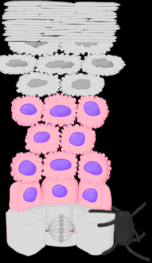 <p>Stratum Spinosum</p>