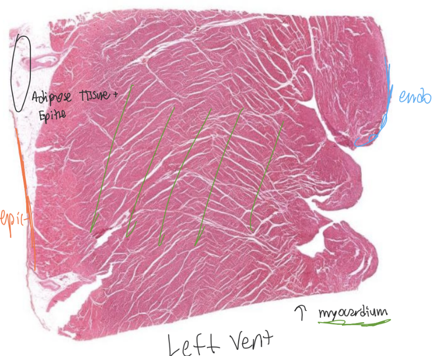 <ol><li><p>Gets oxy blood from lungs </p></li><li><p>Pumps into systemic circu</p></li><li><p>BV close to heart have characteristics that match its F</p></li></ol><p></p>