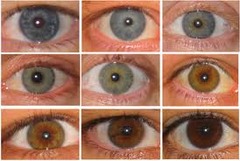 <p>eyes</p>