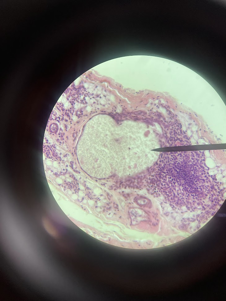 <p>structure name</p>