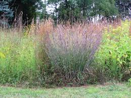 <p>Big Bluestem</p>